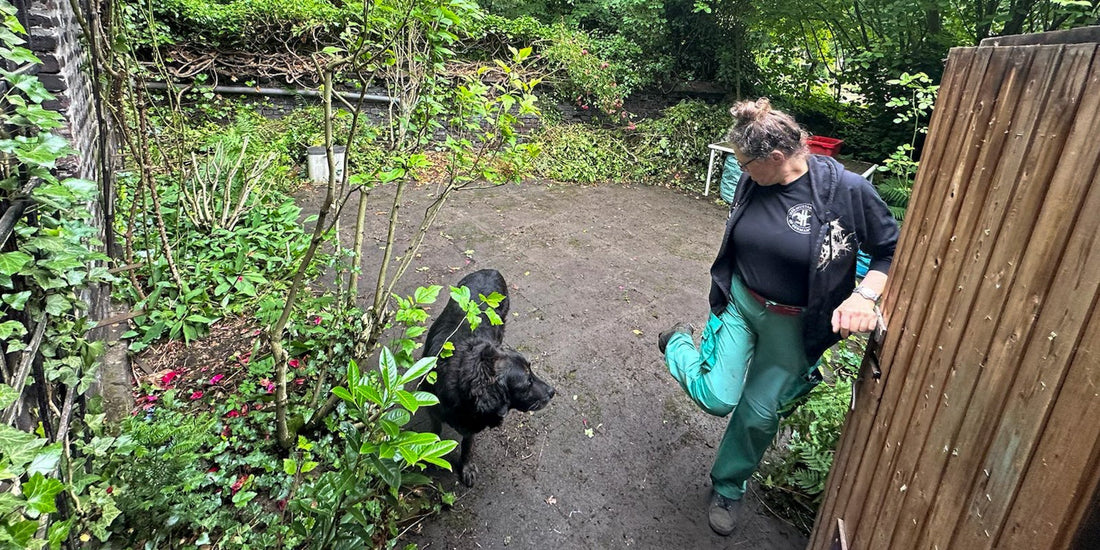 #002 Aus Wildwuchs wird wieder ein Garten