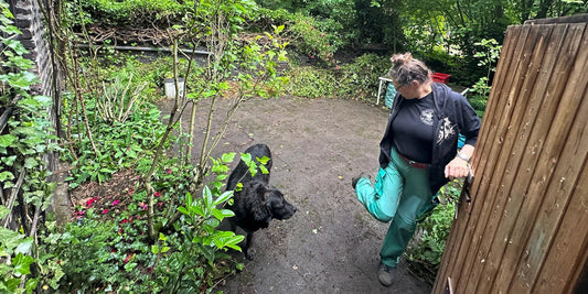 #002 Aus Wildwuchs wird wieder ein Garten